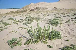 Mark Boulton: 80192938 Plants - recolonising sand dunes Dune of