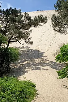 Mark Boulton: 80192939 Sand Dunes - behind Pine Forest with tourists