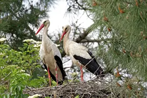 Storks: 80192940 European White Storks - on nest Reserve