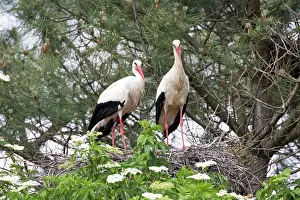 Storks: 80192941 European White Storks - on nest Reserve