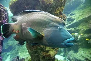 Maori: 80192943 Humphead Wrasse Oceanarium, Brest, France