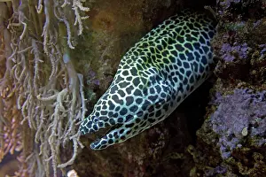 Laced: 80192945 Laced Moray Eel / Leopard Moray / Tessellate