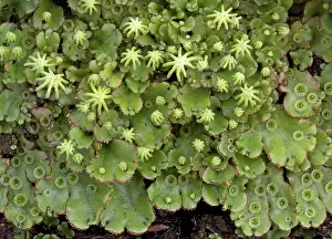 Stalked: 80192946 Foliaceous folliose thallose liveworts