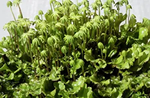 Bodies: 80192947 Foliaceous - liverworts with fruiting bodies
