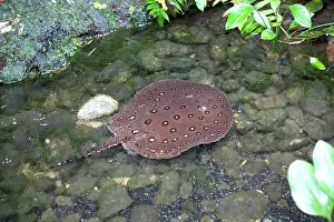 Stingray: 80192948 Motoro Stingray Oceanarium, France Potamotrygon