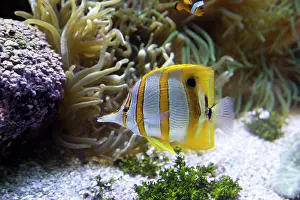 Coralfish: 80192950 Orange-banded Coralfish Oceanarium, Brest