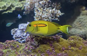 Surgeonfish: 80192951 Orangespot Surgeonfish Oceanarium, Brest