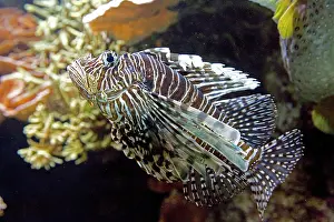 Volitans: 80192952 Red Lionfish Oceanarium, Brest, France