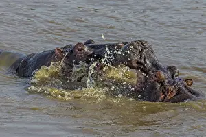 Hippopotamus: 80192966 Hippos - play fighting Mara River, Masai