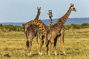 Giraffes: 80192967 Giraffes - necking Masai Mara, Kenya Giraffa