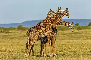 Giraffes: 80192968 Giraffes - necking Masai Mara, Kenya Giraffa
