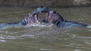 Hippos: 80192969 Hippos - play fighting Mara River, Masai