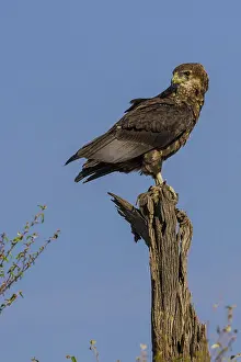 Aquila: 80192970 Tawny Eagle - on tree stump Masai Mara