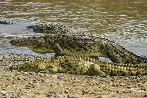 Nile: 80192971 Nile Crocodiles - sunbathing by river Mara