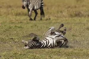 Burchelli: 80192972 Plains / Common / Burchell's Zebra - dustbathing