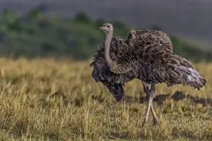 Ostrich: 80192973 Ostrich - female Masai Mara, Kenya Struthio