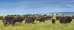 Caffer: 80192976 African Buffalo - herd Masai Mara, Kenya
