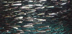 Shoaling: 80192978 Californian Anchovy - shoaling fish eastern
