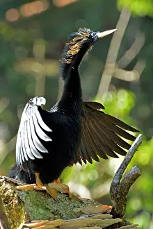 Drying: 80192979 Anhinga / Snakebird - drying wings Tortuguero