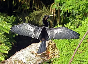 Drying: 80192980 Anhinga / Snakebird - drying wings Tortuguero
