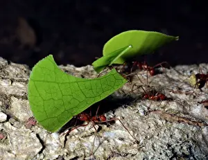 Operation: 80192981 Leafcutter Ants - carrying leaf fragments