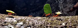 Operation: 80192982 Leafcutter Ants - carrying leaf fragments