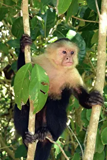 Antonio: 80192985 White-headed Capuchin Manuel Antonio National