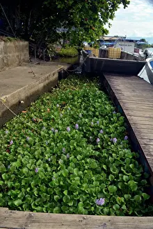 Introduced: 80192987 Water Hyacinth - Boat channel completely