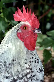 Gallus: 80192988 Cockerel - male ornamental fowl Gallus