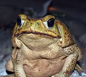 Toad: 80192989 Marine Toad / Cane Toad - Pest species