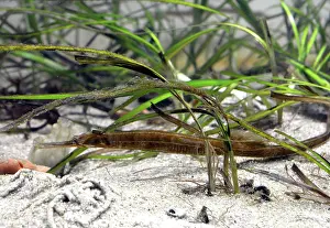 Pipefish: 80192992 Pipefish - among eel grass UK and European