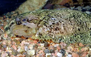 Flatfish: 80192995 Topknot - Left-eyed / Right-sided flatfish