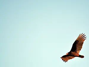 Cathartes: 80192996 Turkey Vulture - in flight Texas, USA Cathartes