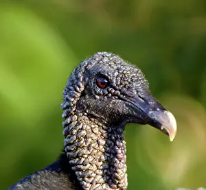 Widespread: 80192997 Black Vulture widespread in the Americas