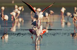 Flamingos: 80193188 Greater Flamingo - mating pair Laguna de