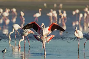 Stilt: 80193189 Greater Flamingo - mating pair Laguna de