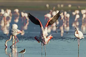 Stilt: 80193190 Greater Flamingo - mating pair Laguna de