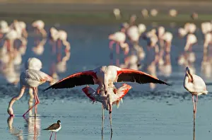 Stilt: 80193191 Greater Flamingo - mating pair Laguna de