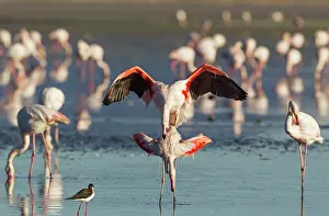 Stilt: 80193192 Greater Flamingo - mating pair Laguna de