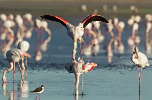 Stilt: 80193193 Greater Flamingo - mating pair Laguna de