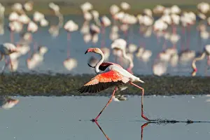 Roseus: 80193194 Greater Flamingo Laguna de Fuente de Piedra
