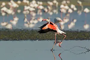 Roseus: 80193195 Greater Flamingo Laguna de Fuente de Piedra