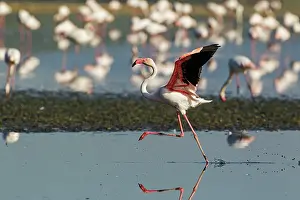 Splashing: 80193196 Greater Flamingo Laguna de Fuente de Piedra