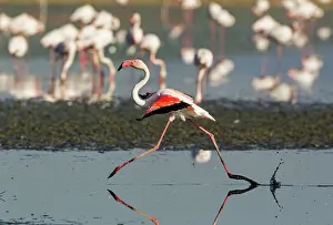 Splashing: 80193197 Greater Flamingo Laguna de Fuente de Piedra