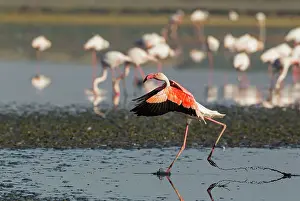 Splashing: 80193198 Greater Flamingo Laguna de Fuente de Piedra