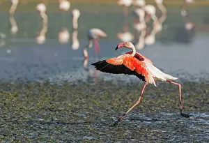 Roseus: 80193199 Greater Flamingo Laguna de Fuente de Piedra