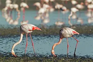 Bend: 80193202 Greater Flamingo - feeding Laguna de Fuente