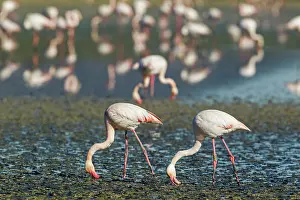Bend: 80193203 Greater Flamingo - feeding Laguna de Fuente