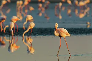 Cleaning: 80193204 Greater Flamingo - preening Laguna de Fuente