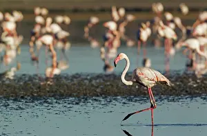 Roseus: 80193205 Greater Flamingo Laguna de Fuente de Piedra